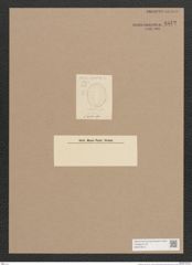 Surirella sp. (de-Toni-Nr.: Genus 53) Zeichnungen Sammlung Grunow Nr. 4842 (NHMW-BOT-W0373010)